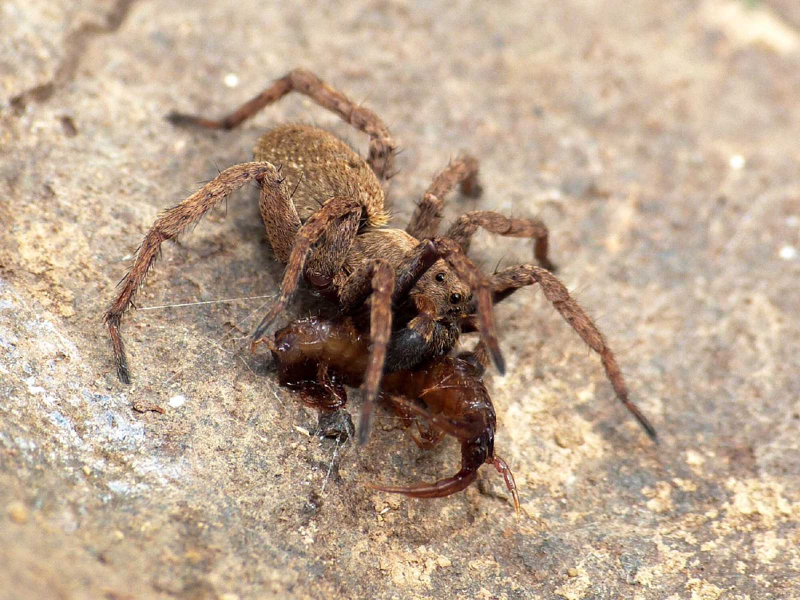 Alopecosa albofasciata maschio e femmina - Tolfa (RM)